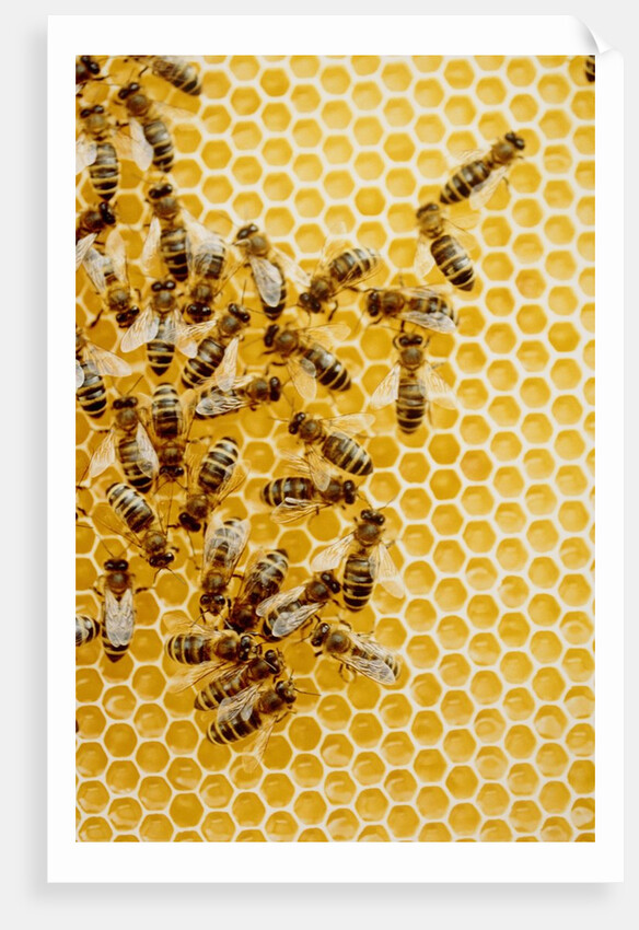 Bees on honeycomb by Anonymous