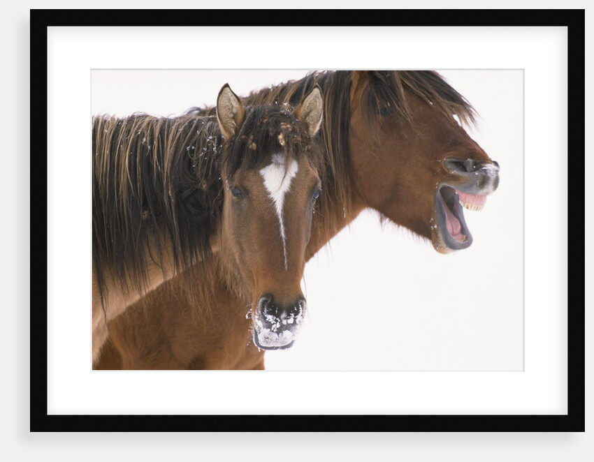 Mustang Yawning by Anonymous