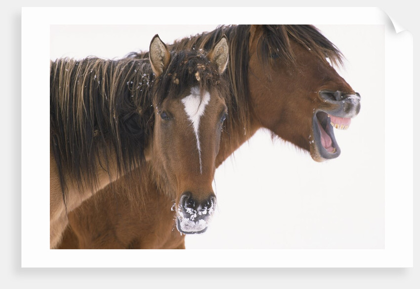 Mustang Yawning by Anonymous