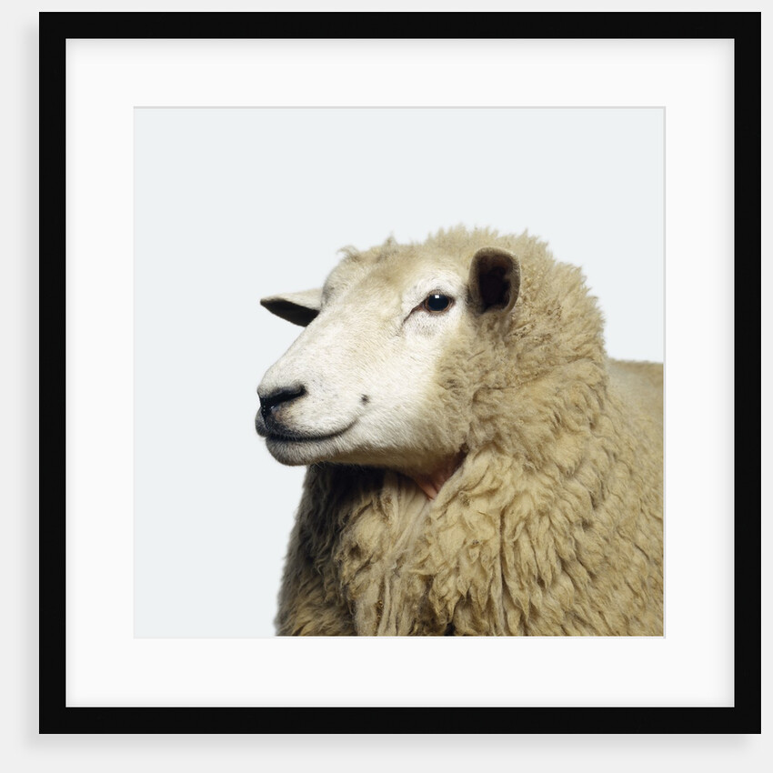Wooly Sheep by Anonymous