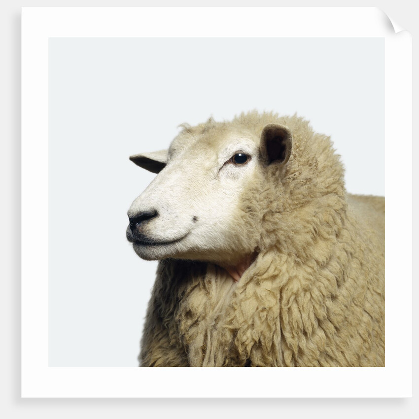 Wooly Sheep by Anonymous
