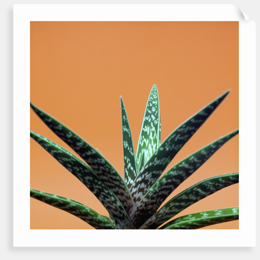 Aloe plant in front of orange background by Anonymous