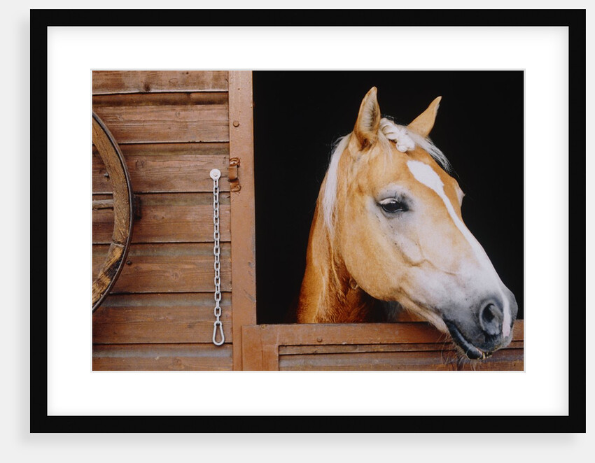 Horse sticking head out stable window by Anonymous