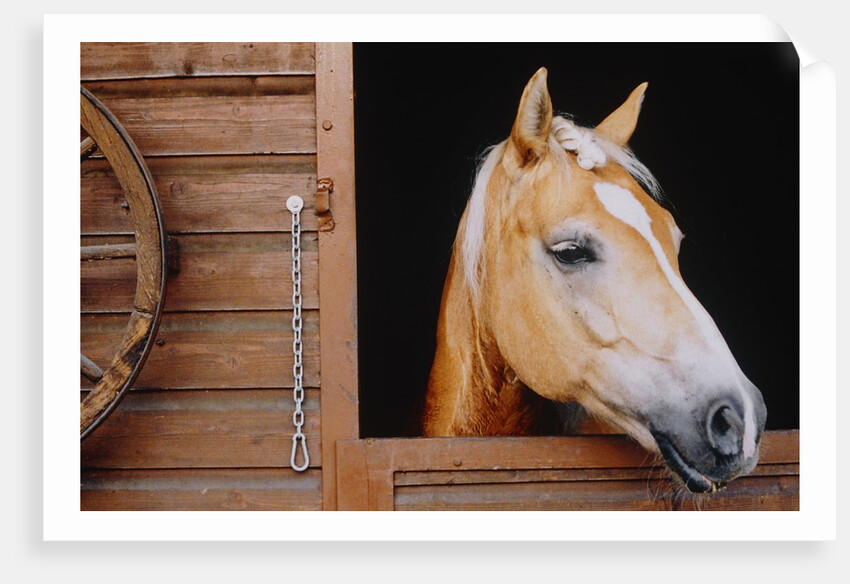 Horse sticking head out stable window by Anonymous