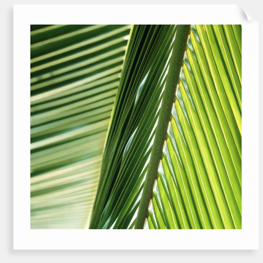 Frond by Anonymous