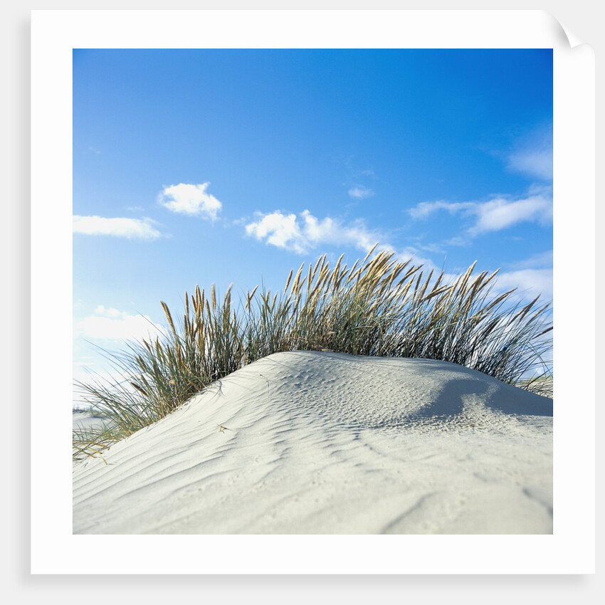 Sand dune with beach grass, (Eiderstedt), Schleswig-Holstein, Germany by Anonymous