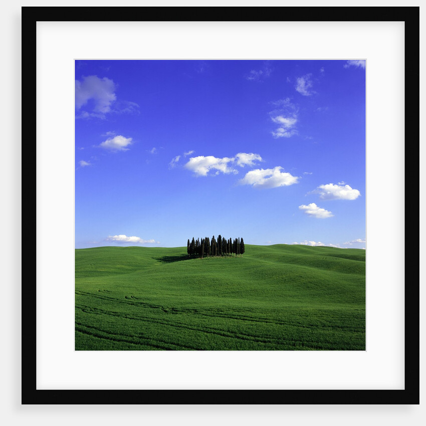 Cypress trees, Tuscany, Italy (near Torrenieri) by Anonymous