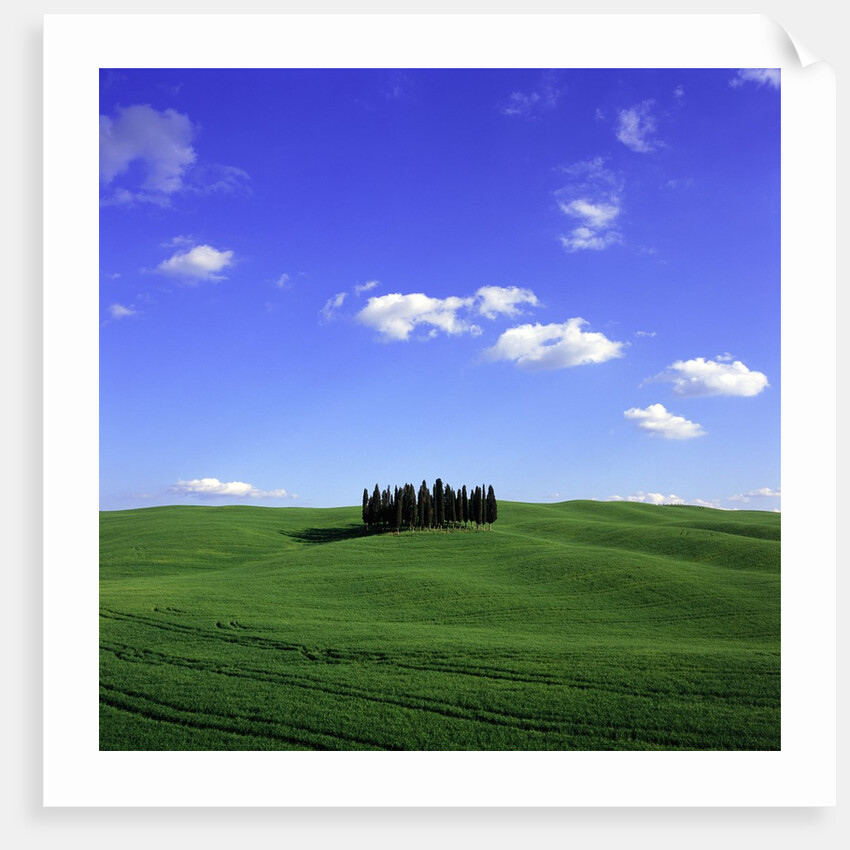 Cypress trees, Tuscany, Italy (near Torrenieri) by Anonymous
