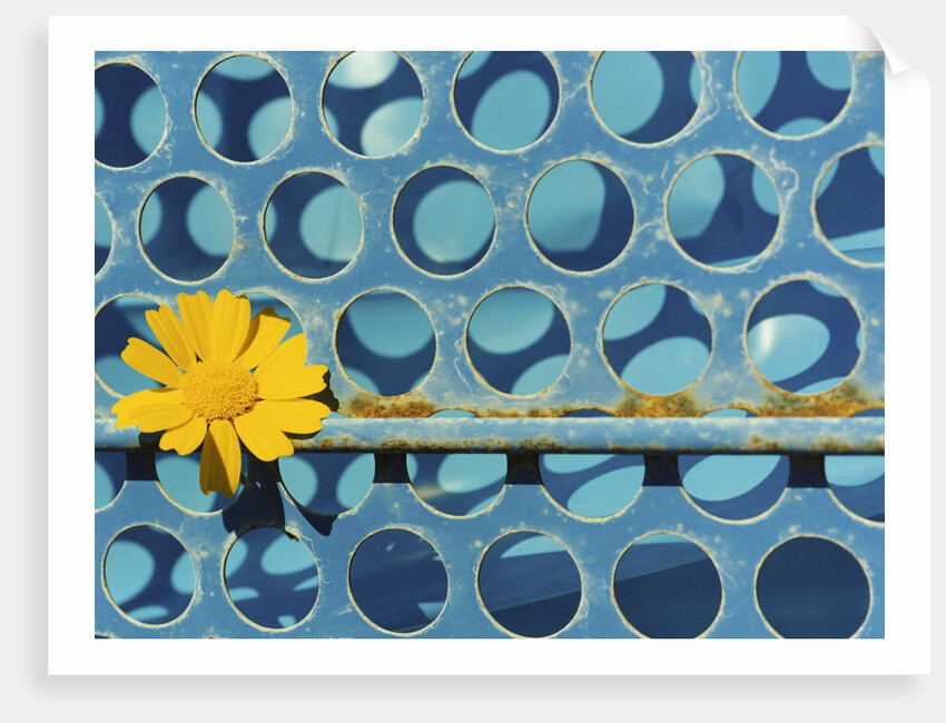 Sunflower by Anonymous