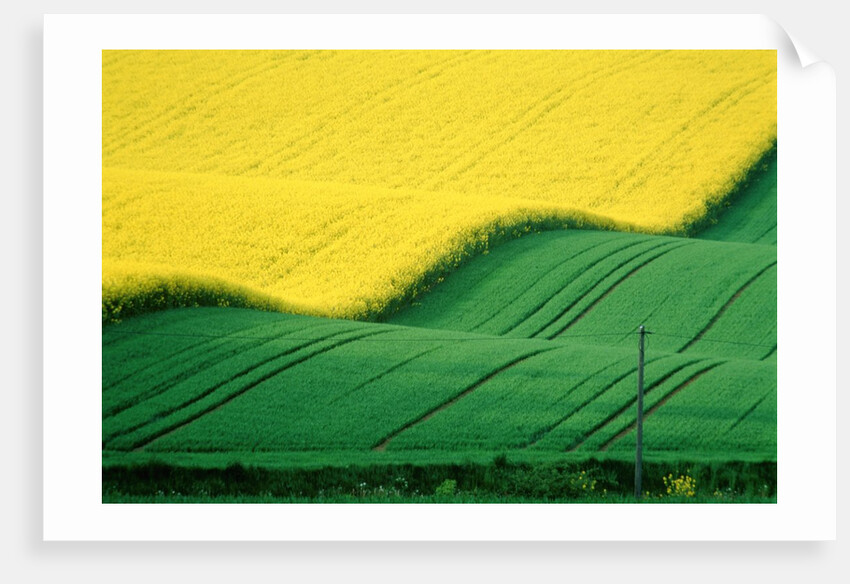 Rape field beside green field by Anonymous