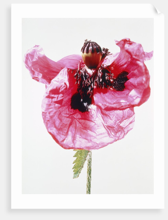 Red poppy blossom by Anonymous