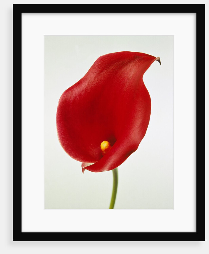 Calla by Anonymous