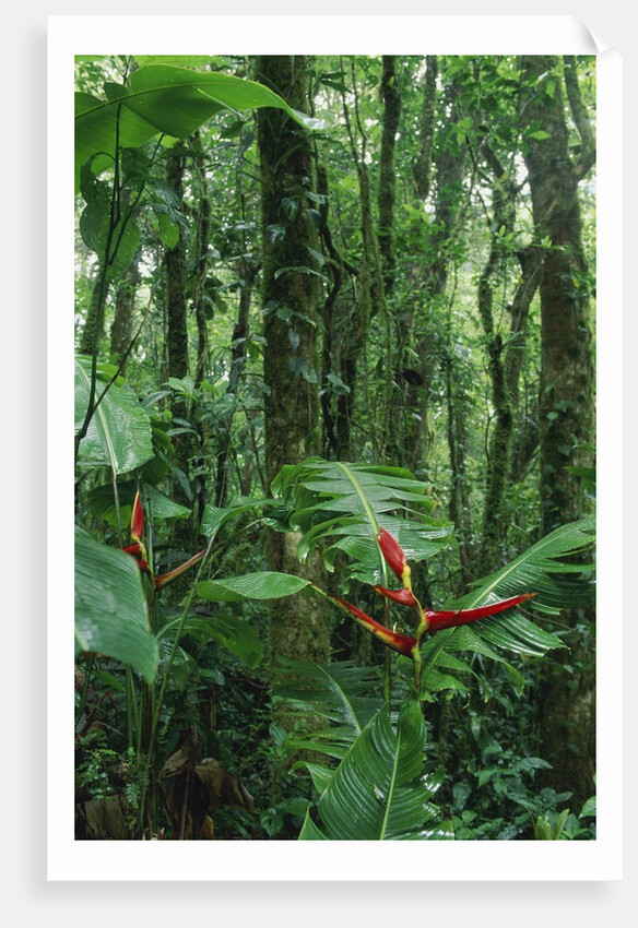 Heliconia flower, Costa Rica by Anonymous
