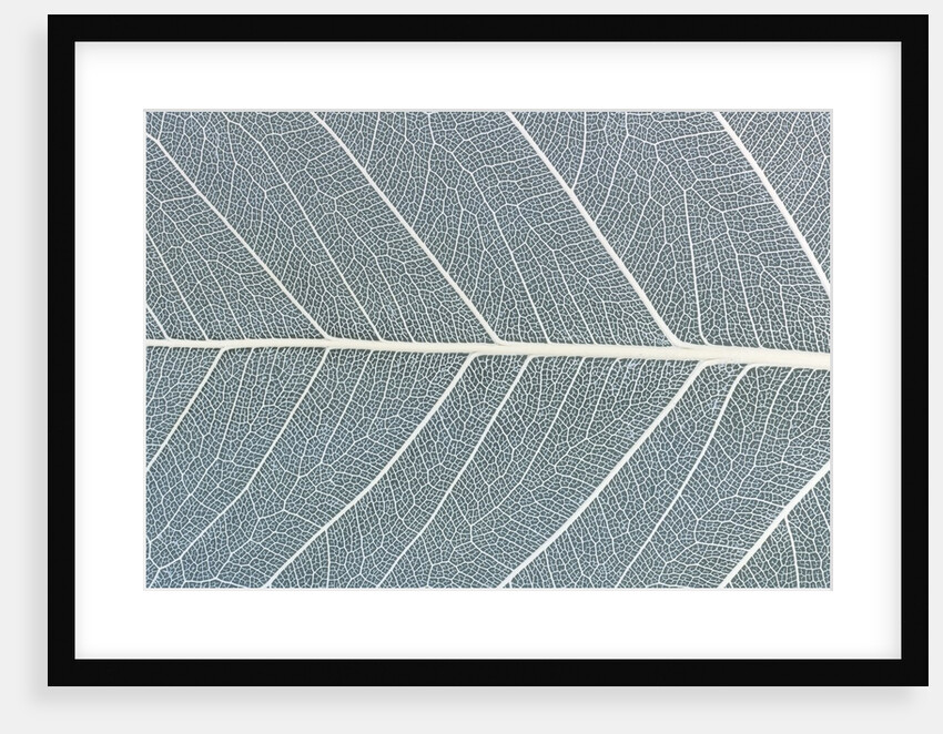Leaf of a poplar, macro shot by Anonymous