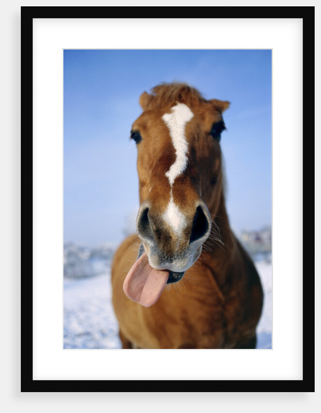 Horse sticking out tongue by Anonymous