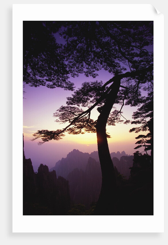 Huangshan Pine in the Huangshan Mountains by Anonymous