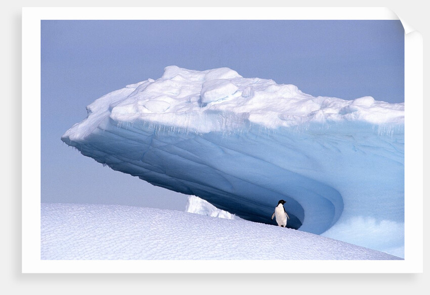 Antarctica, adelie penguin in front of iceberg by Anonymous