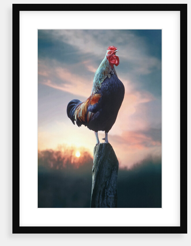 Rooster Crowing at Dawn by Anonymous