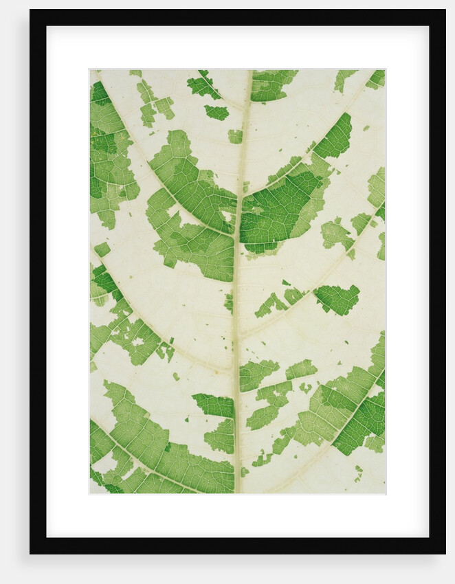 Fig leaf by Anonymous