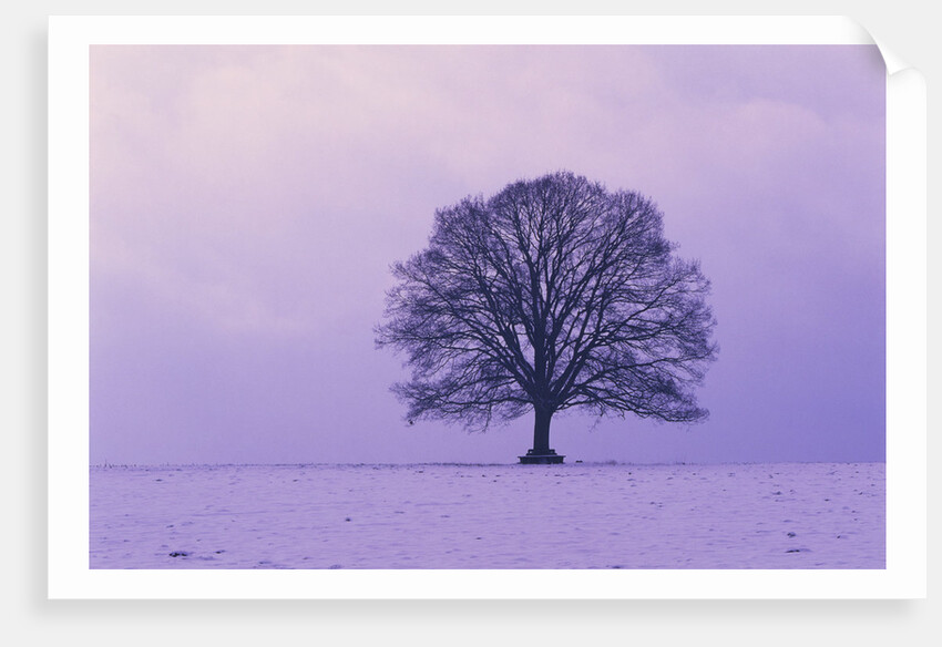 Oak tree, winter landscape, Germany by Anonymous