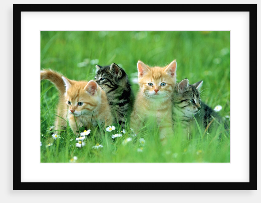 Four Kittens by Anonymous