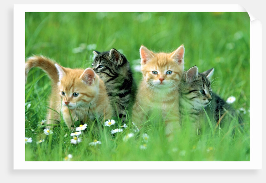 Four Kittens by Anonymous