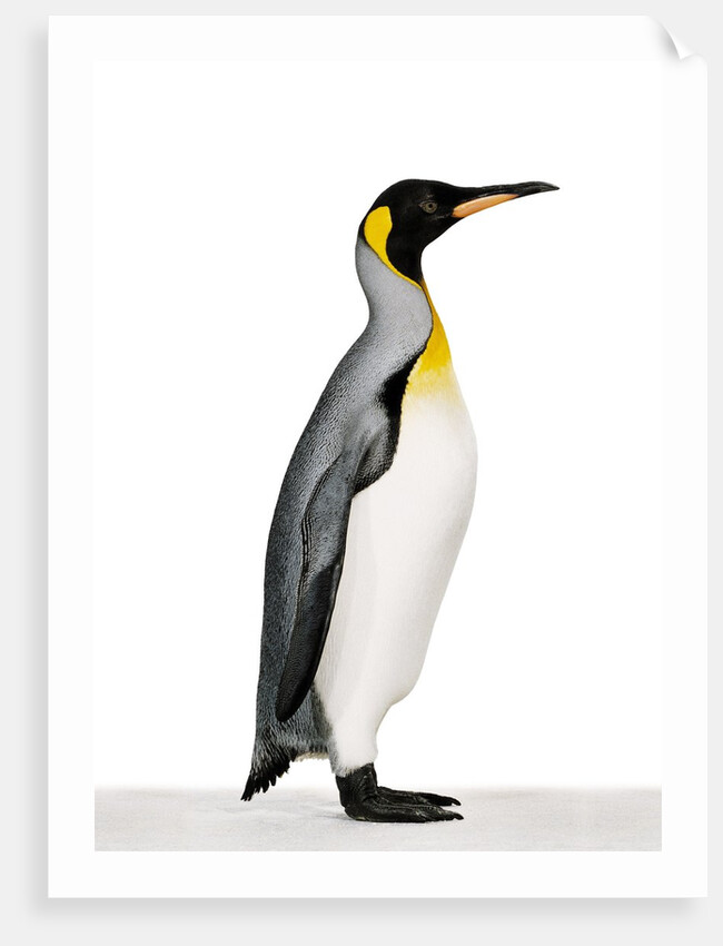 King penguin by Anonymous