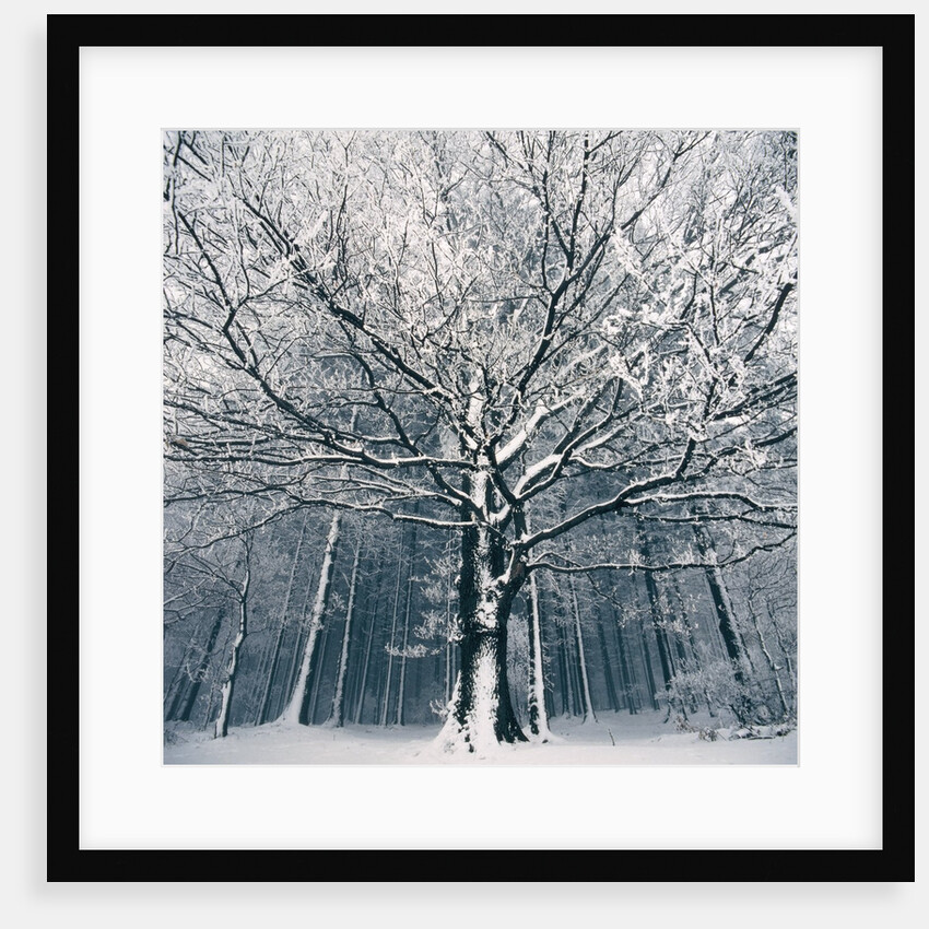 Snowcovered forest by Anonymous