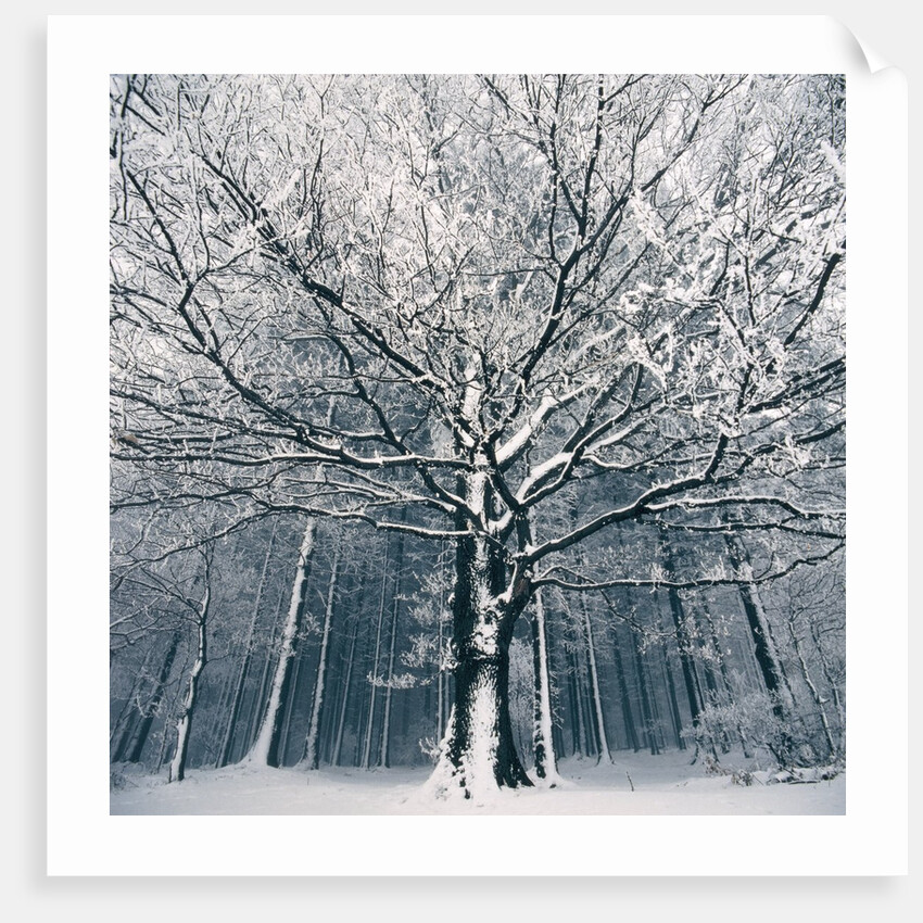 Snowcovered forest by Anonymous