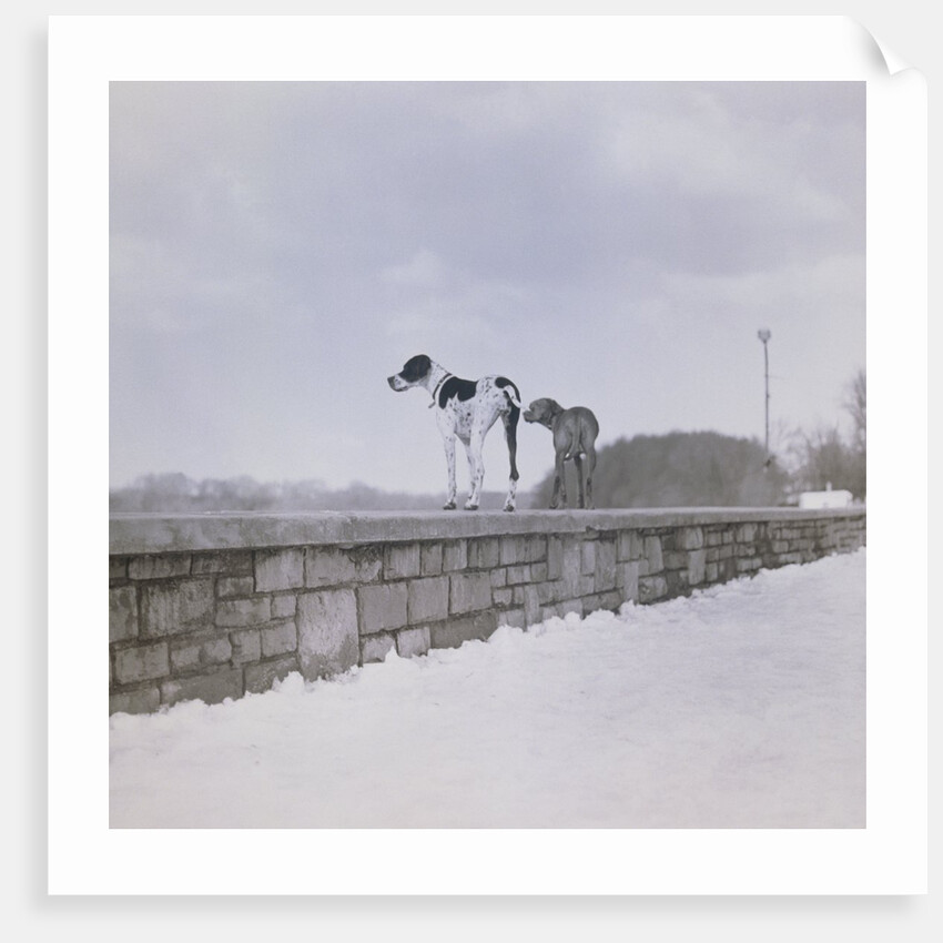 Two dogs standing on a wall looking observant by Anonymous