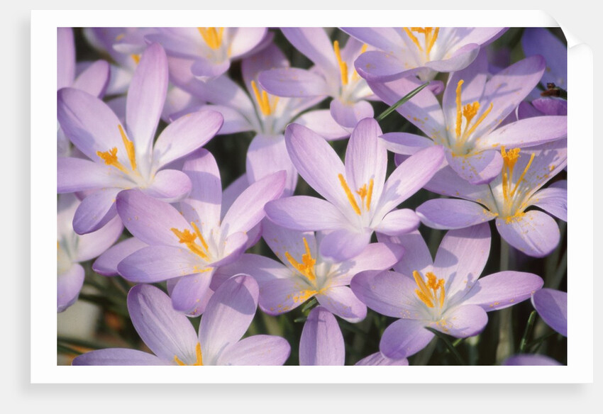 Flowers of Crocus by Anonymous