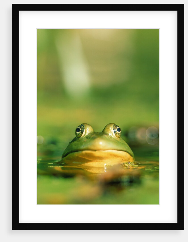 Bull Frog by Anonymous