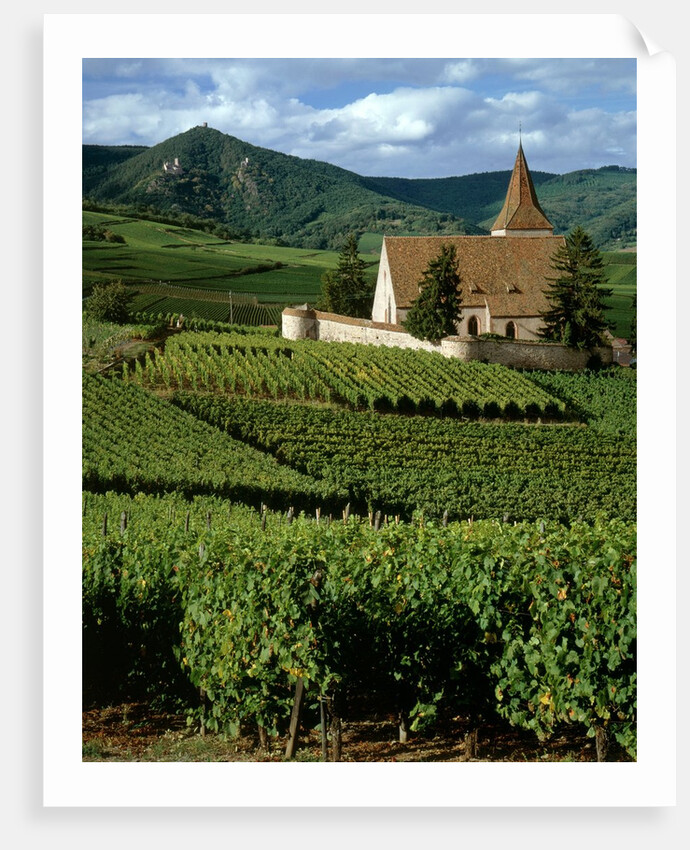 Agricultural scene, Hunawihr, Alsace-Lorraine, France by Anonymous