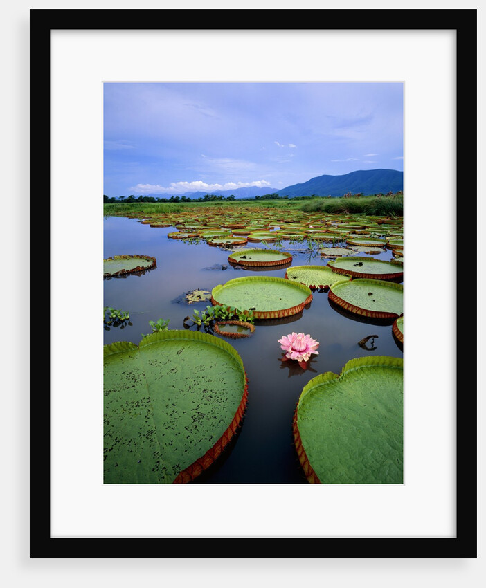 Water lily leaves with pink flower, Pantanal, Brazil (near Paraguay River) by Anonymous