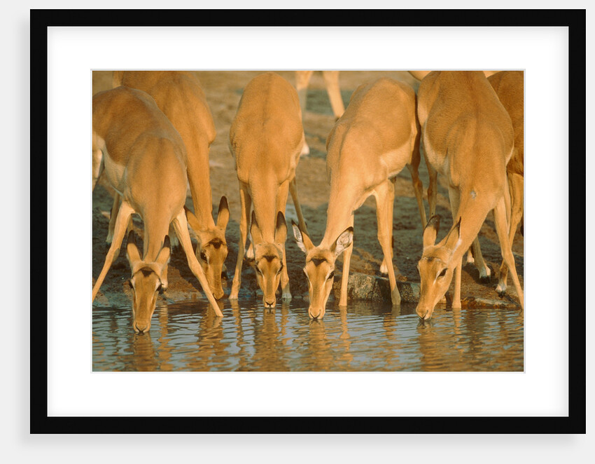 Several impalas drinking at a watering place (Botswana) by Anonymous