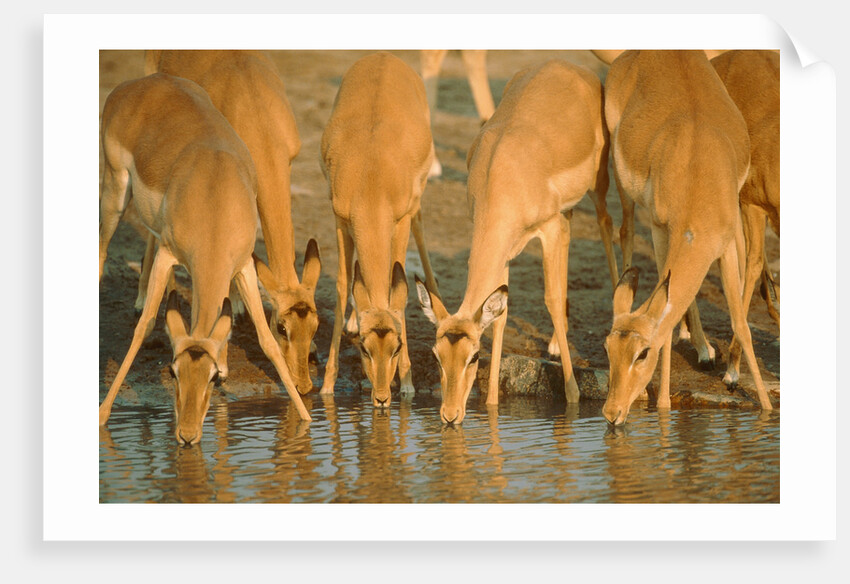 Several impalas drinking at a watering place (Botswana) by Anonymous