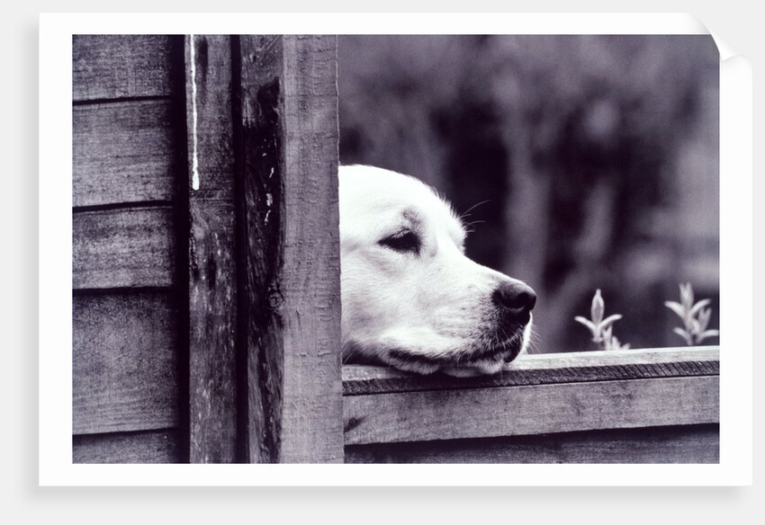 Dog Looking Over Fence by Anonymous