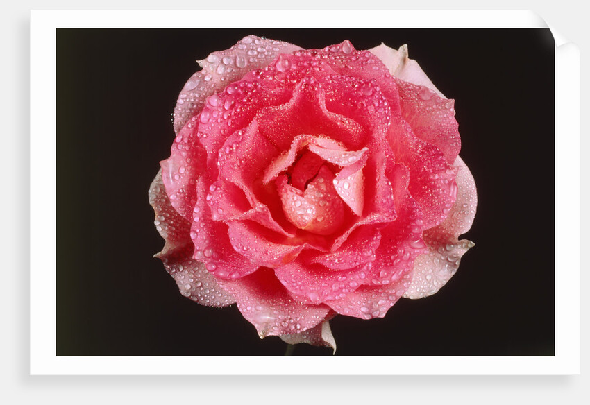 Rose in front of a black background by Anonymous