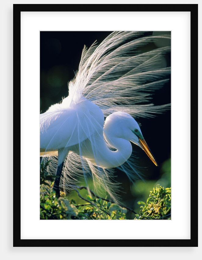 Great egret by Anonymous
