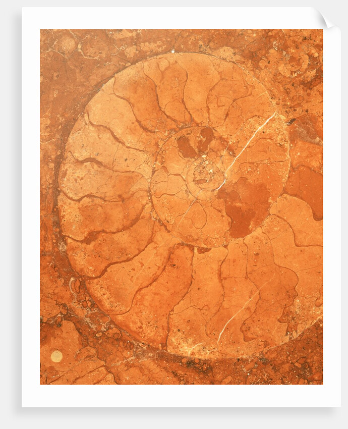 Fossil in red-brown marble by Anonymous