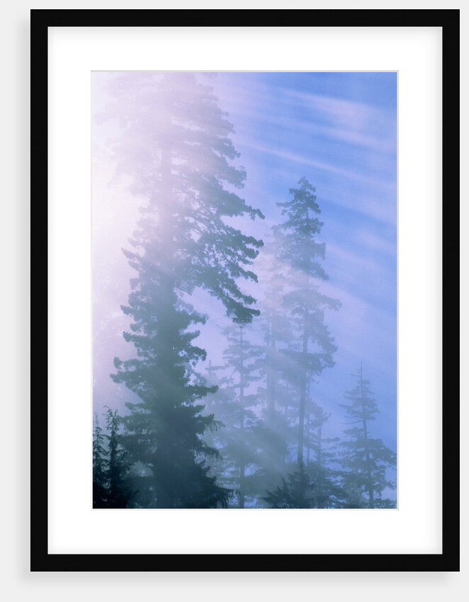 USA, California, Redwood National Park, forest and sun rays by Anonymous