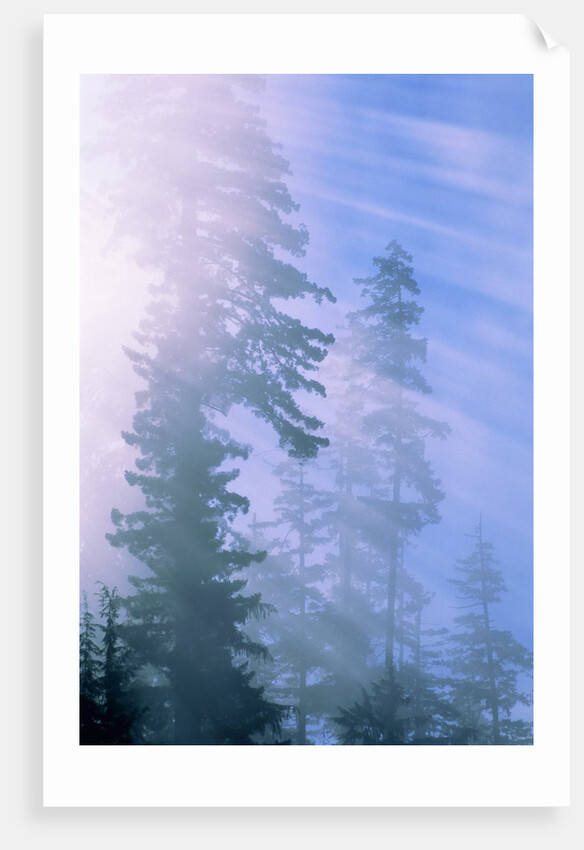 USA, California, Redwood National Park, forest and sun rays by Anonymous