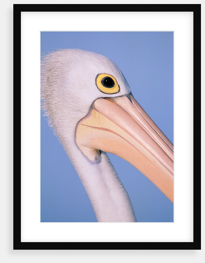 Australian pelican by Anonymous