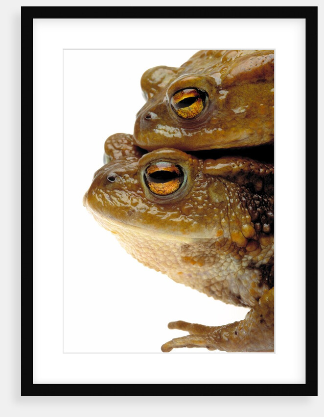 Two european toads by Anonymous