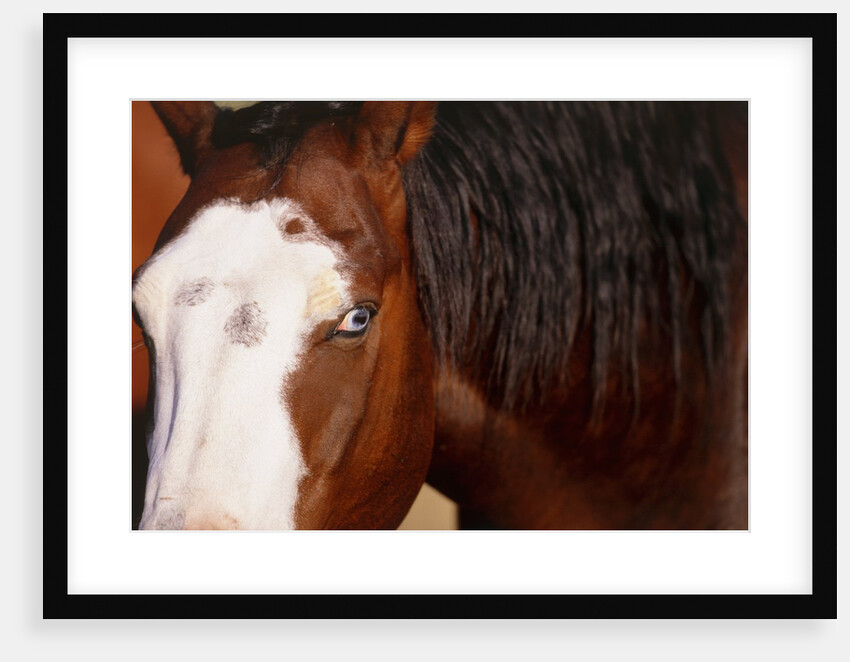 Horse, (Oregon, USA) by Anonymous