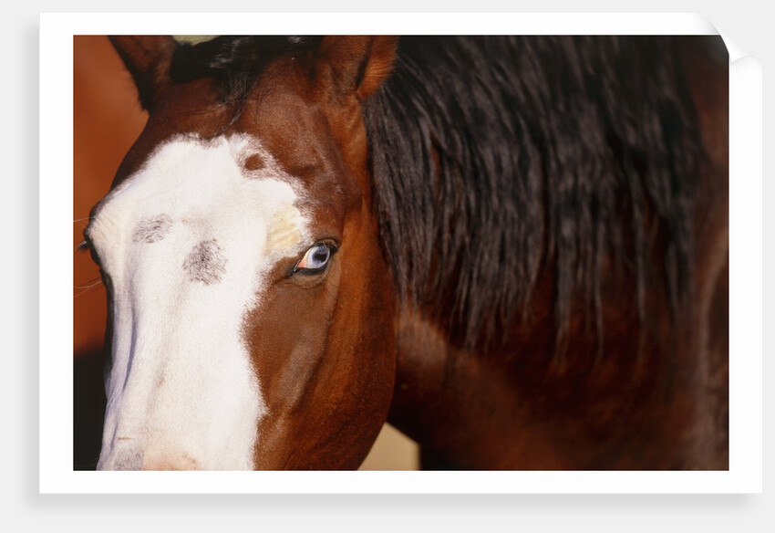 Horse, (Oregon, USA) by Anonymous