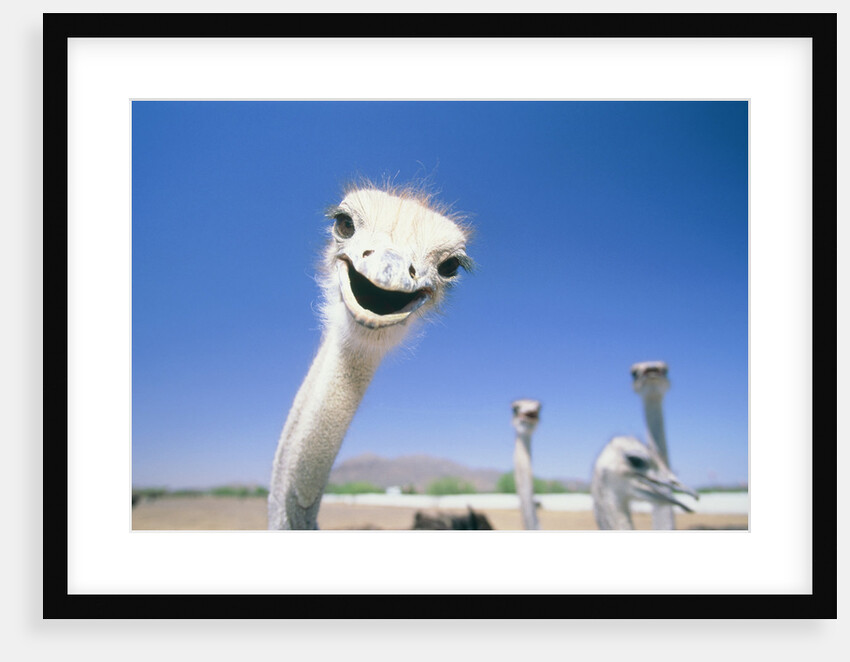 Ostrichs on farm by Anonymous