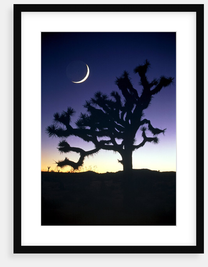 Joshua National Park at night by Anonymous