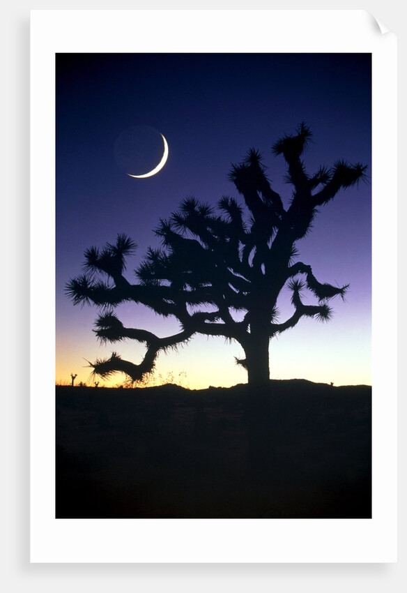 Joshua National Park at night by Anonymous