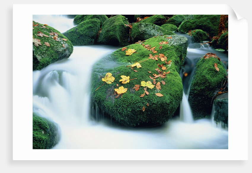Stream with leaves on mossed stones, Bavarian forest by Anonymous